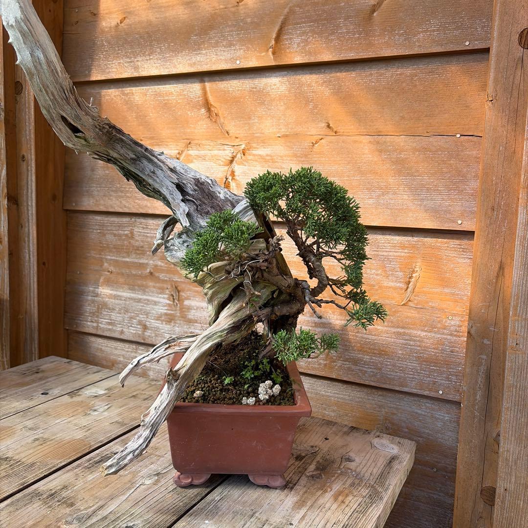 龍*芳様 糸魚川真柏盆栽　創作盆栽　たぬき