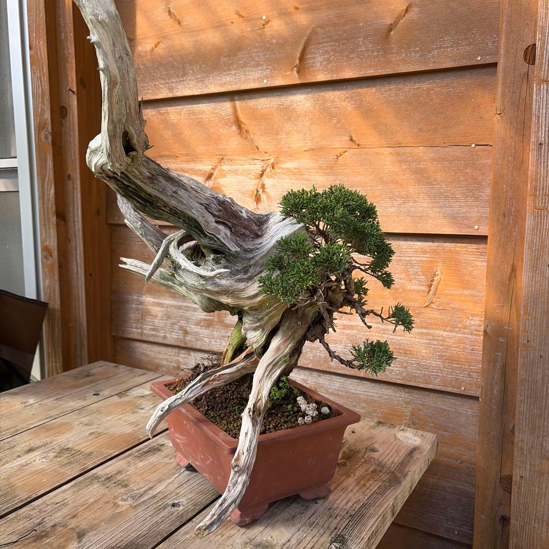 龍*芳様 糸魚川真柏盆栽　創作盆栽　たぬき