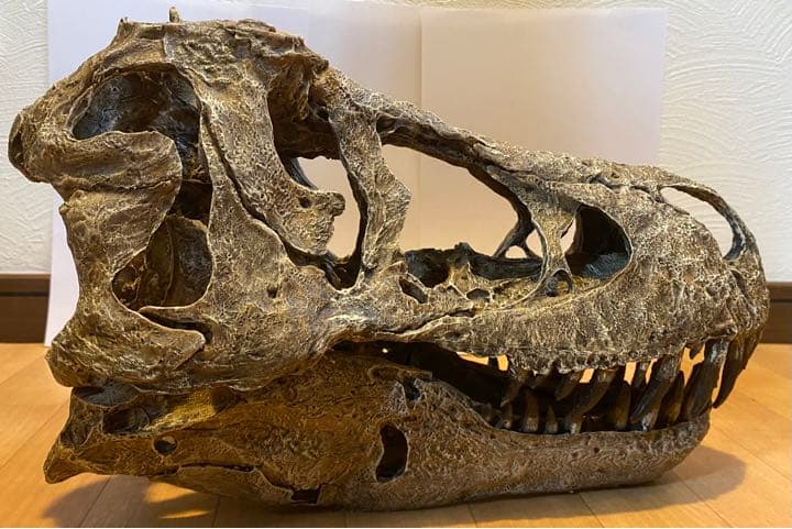 化石　レプリカ　恐竜　ティラノサウルス　T-REX 頭部　ラストワン　最後　値下