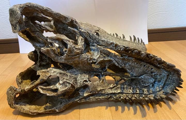 化石　レプリカ　恐竜　ティラノサウルス　T-REX 頭部　ラストワン　最後　値下
