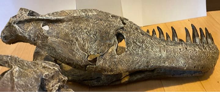 化石　レプリカ　恐竜　ティラノサウルス　T-REX 頭部　ラストワン　最後　値下