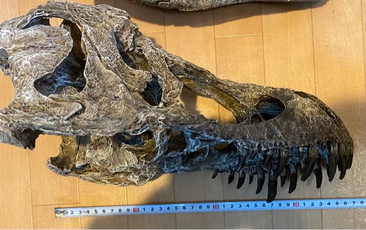 化石　レプリカ　恐竜　ティラノサウルス　T-REX 頭部　ラストワン　最後　値下