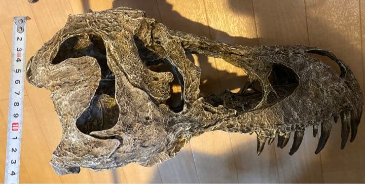 化石　レプリカ　恐竜　ティラノサウルス　T-REX 頭部　ラストワン　最後　値下