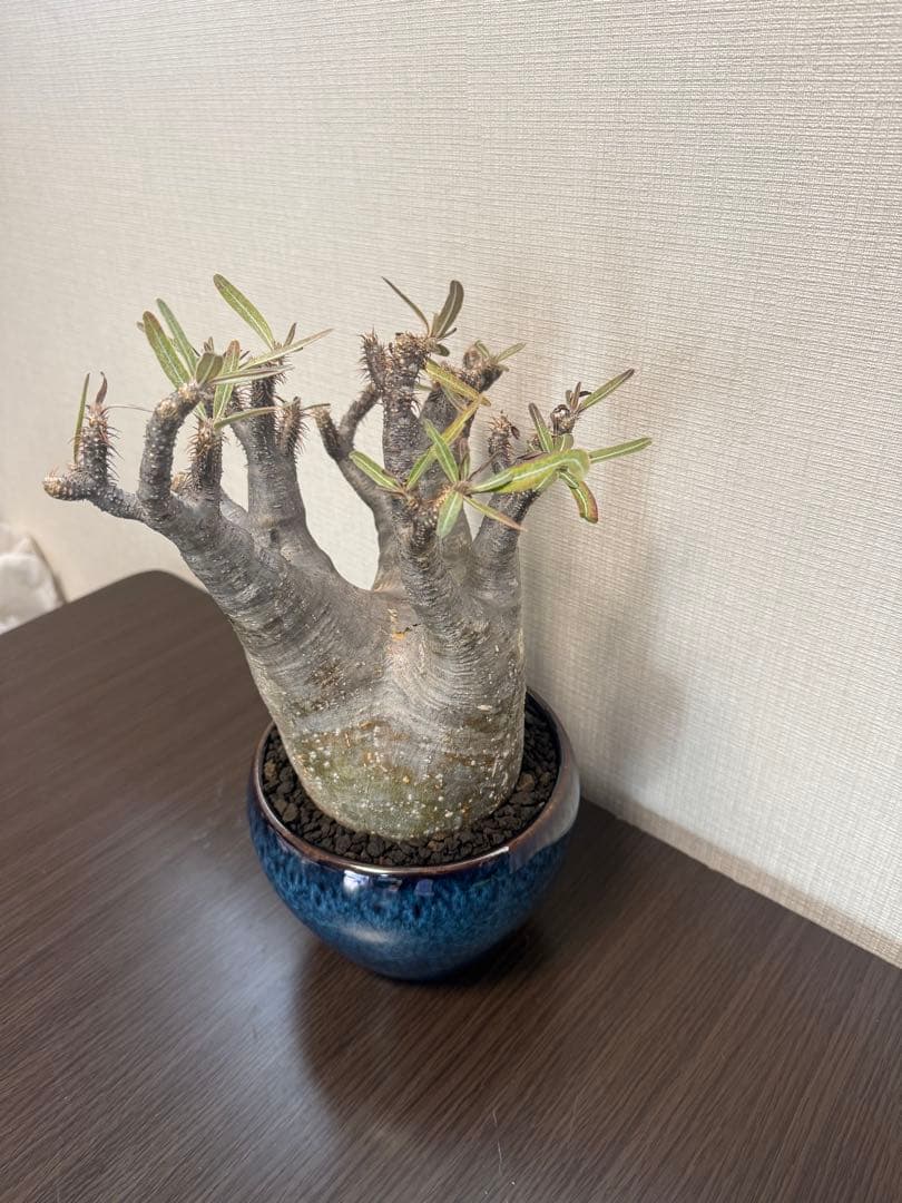 塊根植物 パキポディウムグラキリス