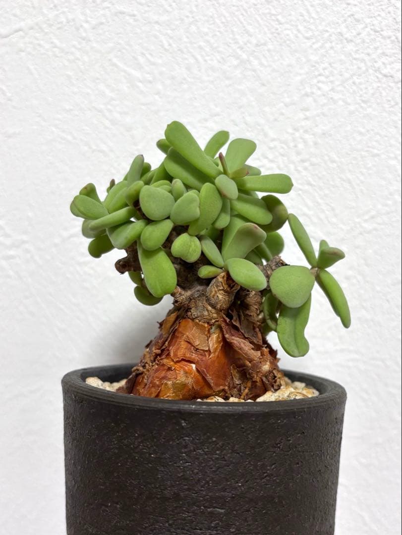 【鬼コレクション株】【手乗り樹木】ケラリア ピグマエア