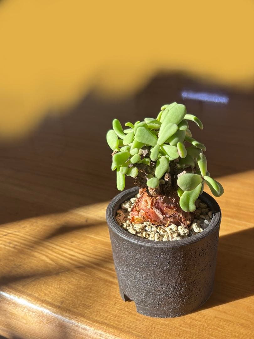 【鬼コレクション株】【手乗り樹木】ケラリア ピグマエア