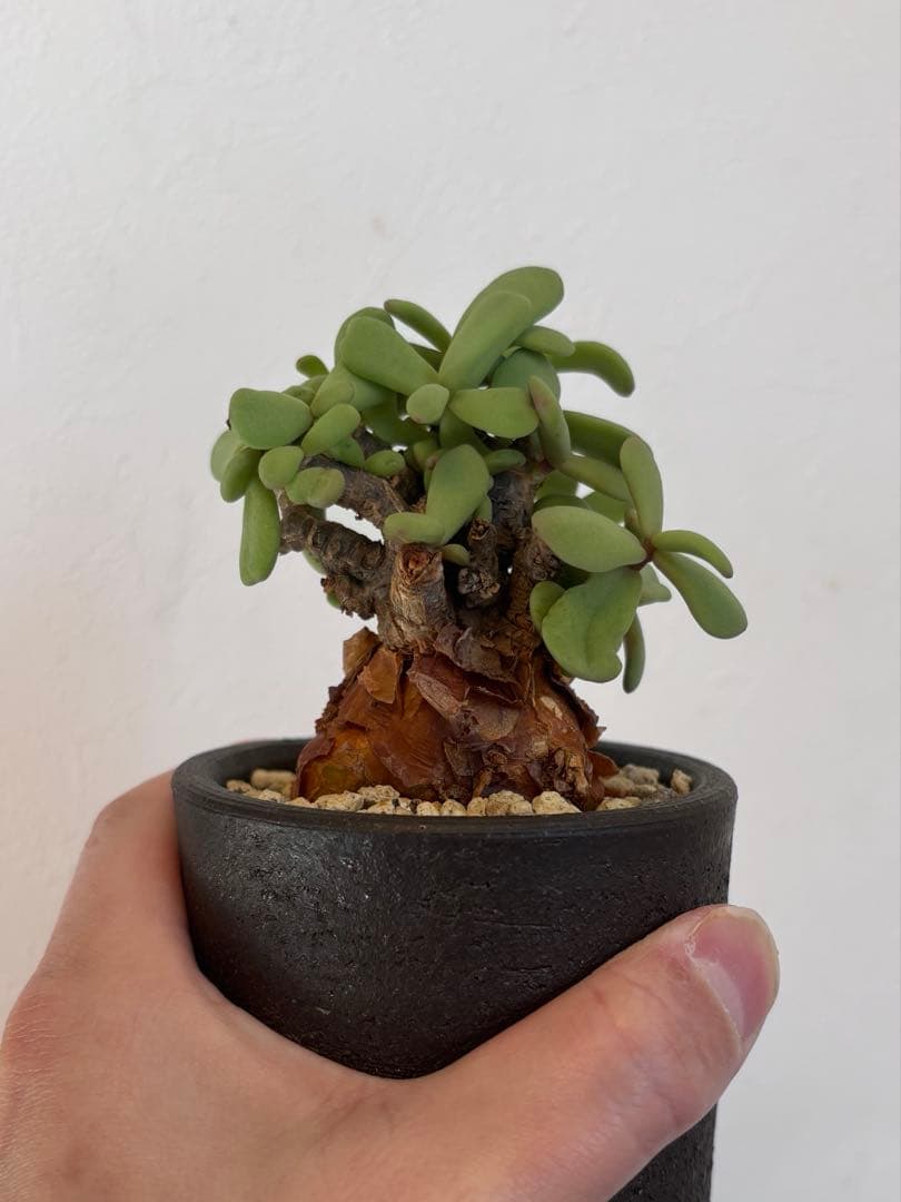 【鬼コレクション株】【手乗り樹木】ケラリア ピグマエア