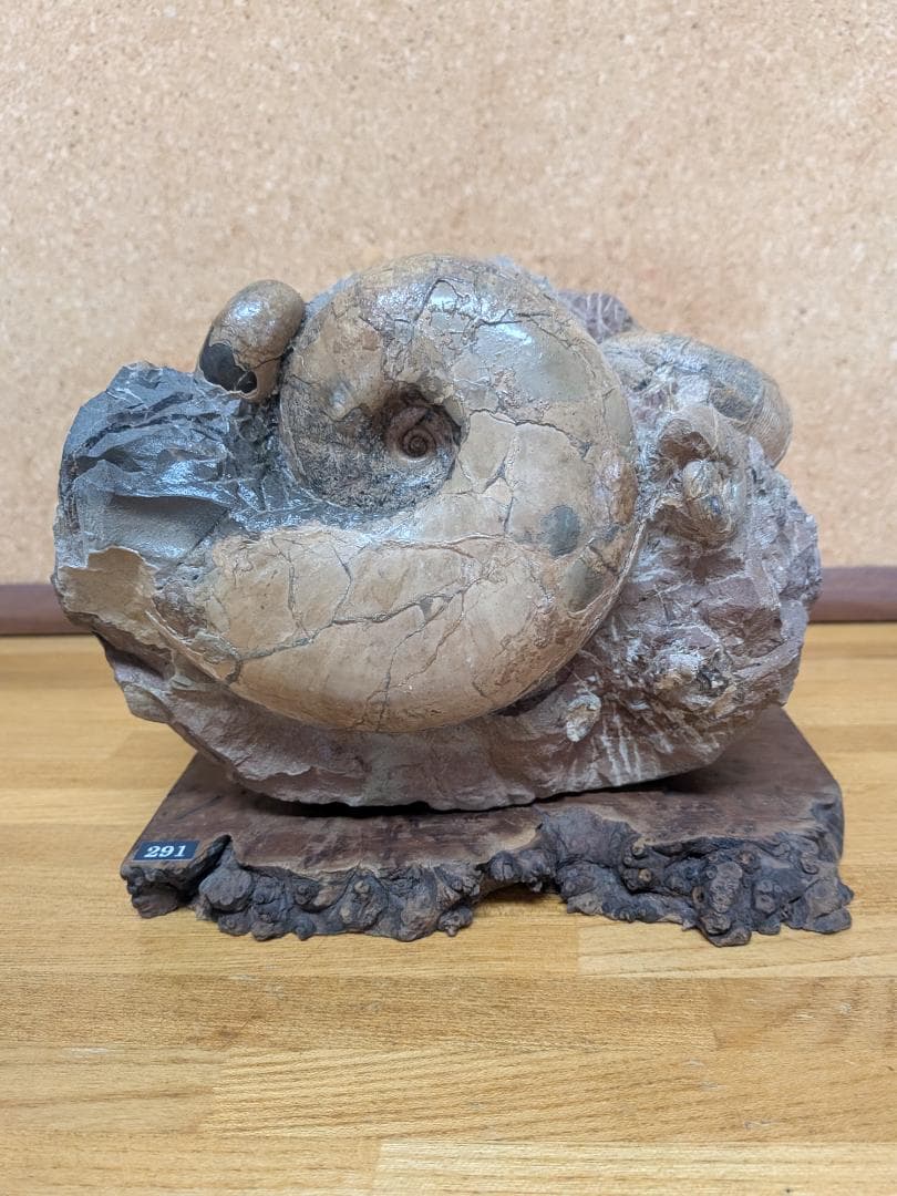 アンモナイト化石 12cm(291)