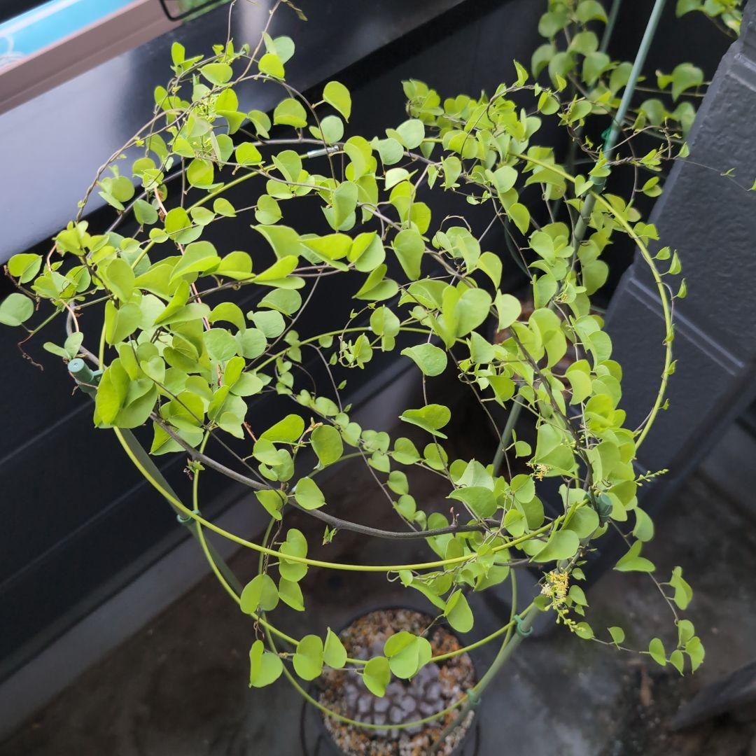 鉢径23㌢　実生丸型　長谷川園芸　亀甲竜　株幅13.8センチ　鉢ごと送料込み