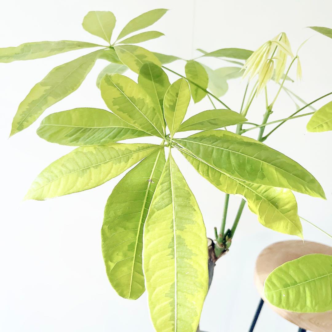 斑入り パキラ ムーンライト アートストーンポット 観葉植物 室内