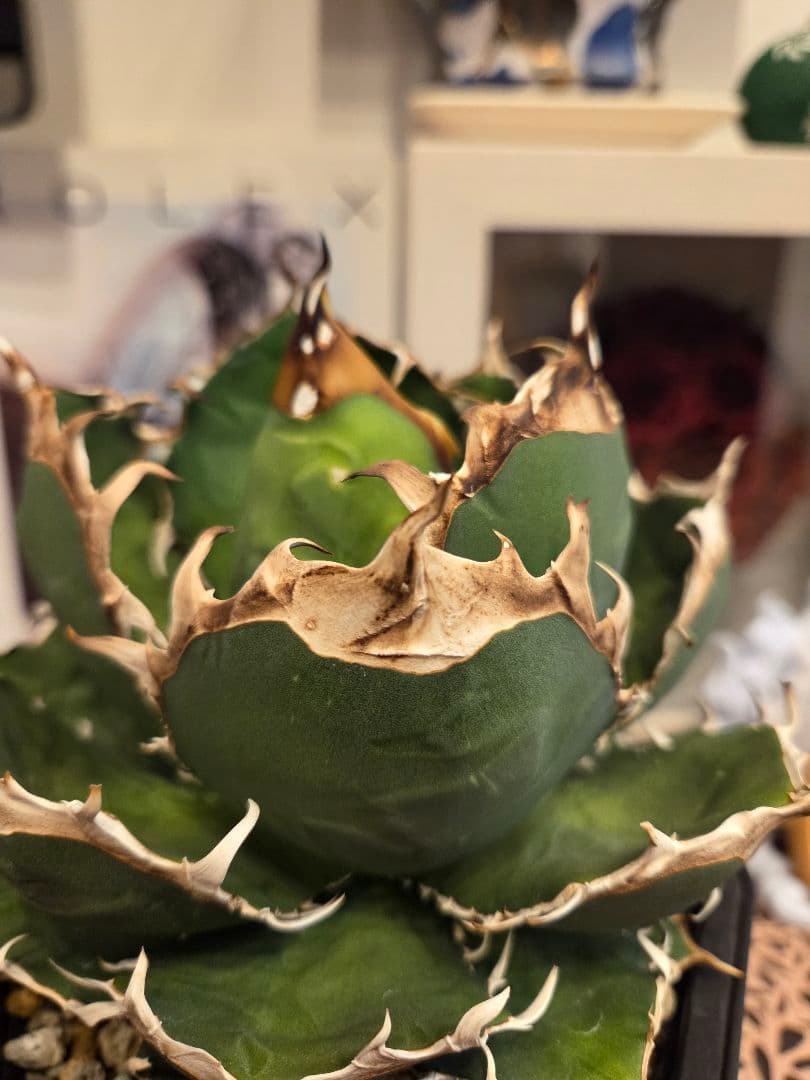 【アガベ オアハカ 親株】 オアハカ Oaxaca 大株 現地球ウリエル 実生