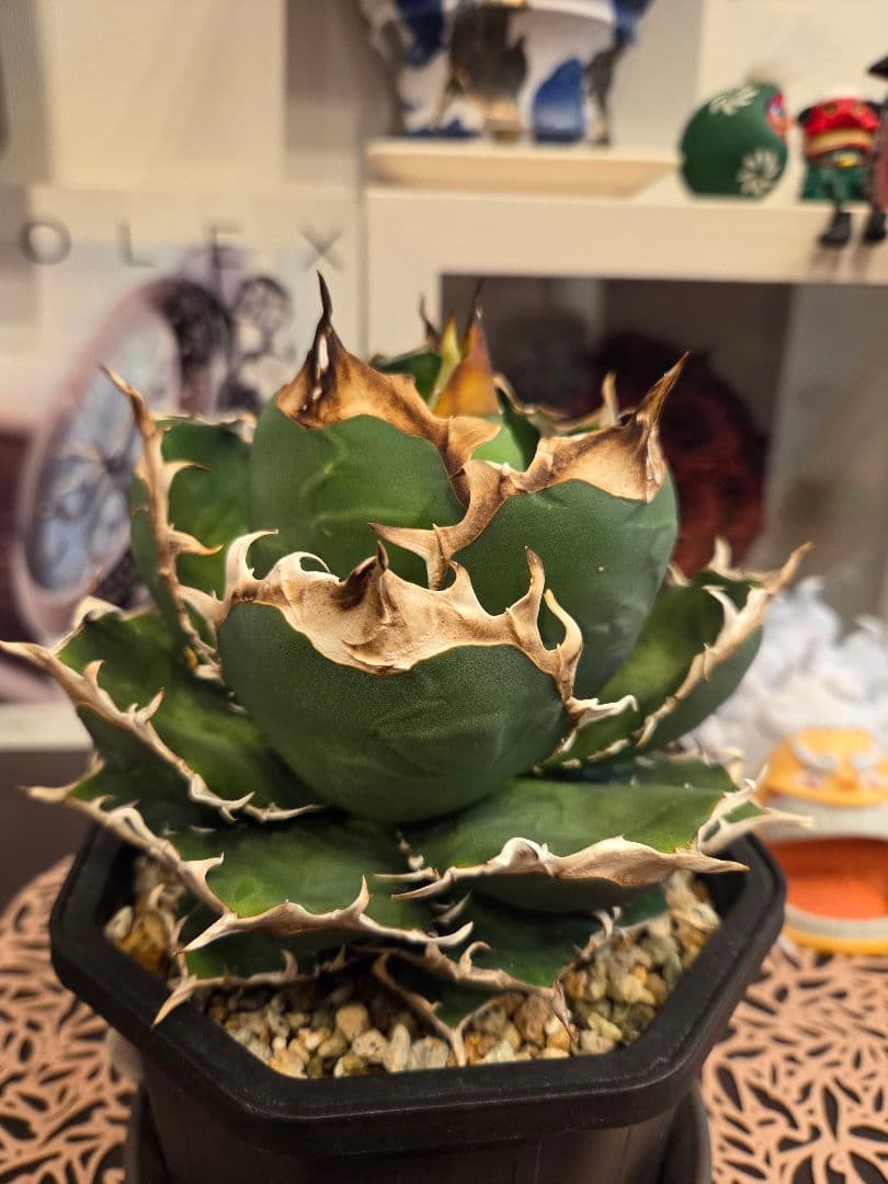 【アガベ オアハカ 親株】 オアハカ Oaxaca 大株 現地球ウリエル 実生