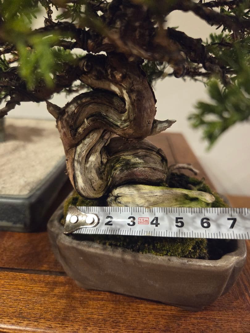 盆栽　真柏　盆栽鉢　鉢