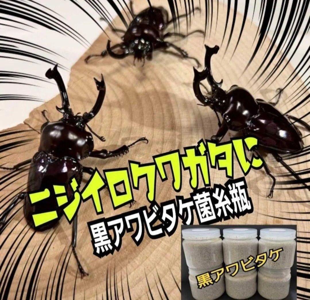 ニジイロクワガタに抜群！極上！黒アワビタケ菌糸瓶【8本】トレハロース強化配合！