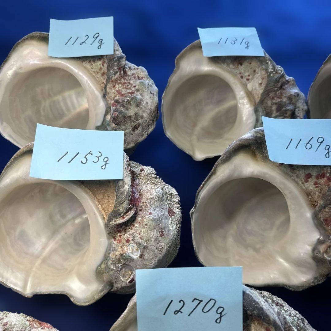 特大夜光貝　ヤコウ貝　まとめ売り　11個 約13kg アクセサリー　ルアー