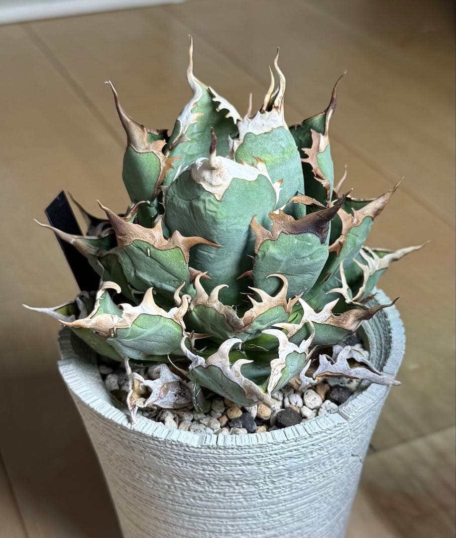 アガベ オアハカ オテロイ 現地球 活着済【陽炎・強鋸歯・子株2付】