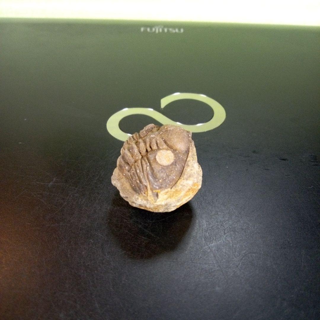 三葉虫　化石　fossil　ボリビア産　trilobite　Bolivia化石⑨