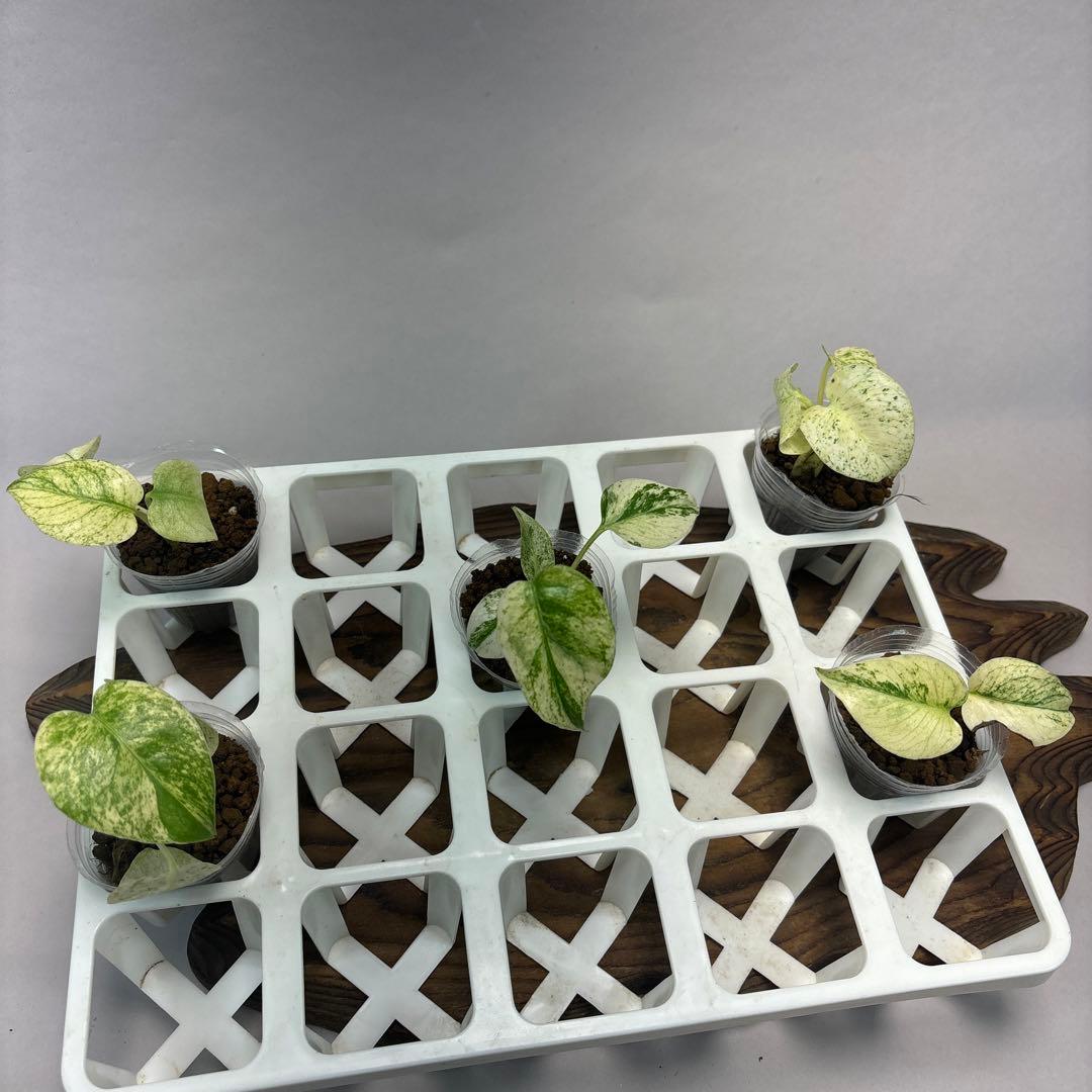 ケ*ン様 5株セット【特別選抜】ホワイトモンスター／天津蘭 モンステラ斑入り