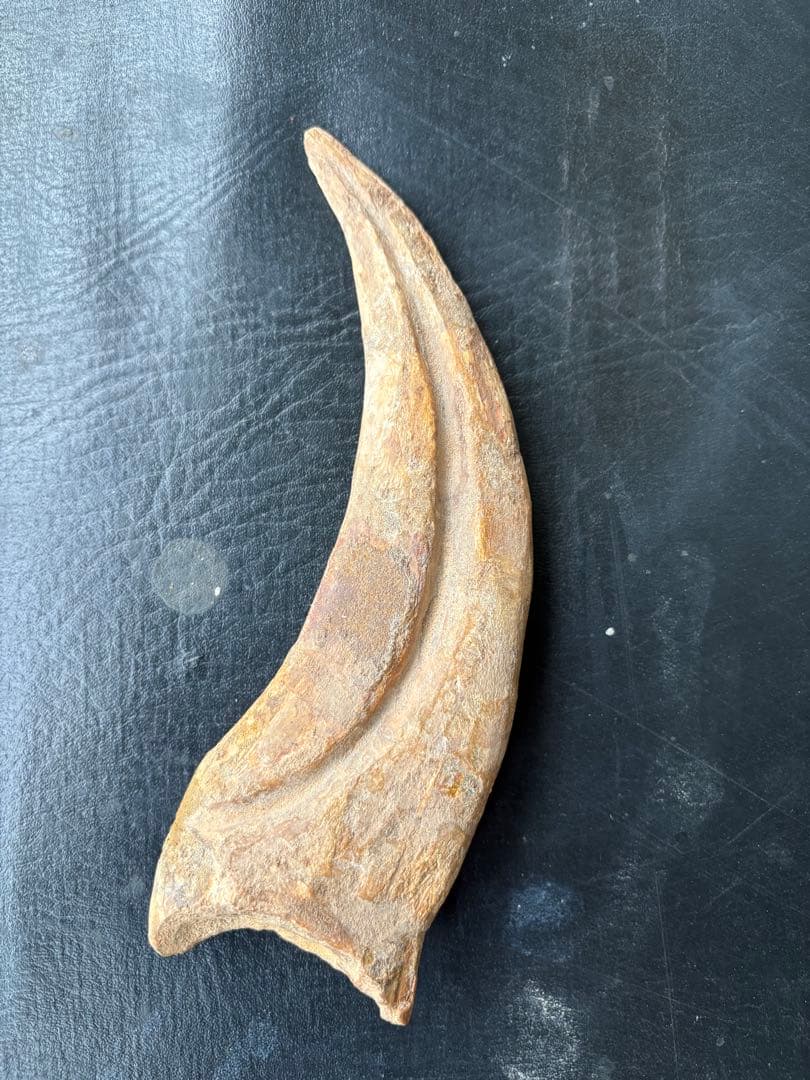 スピノサウルス　ハンドクロウ　化石