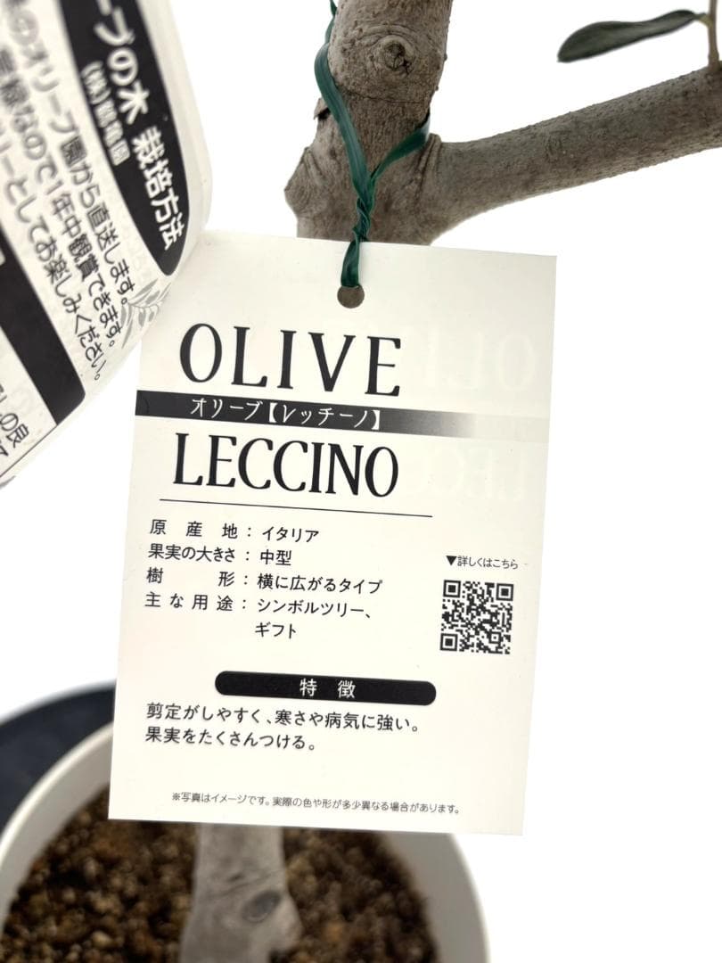 オリーブの木　レッチーノ　8号　約125cm　NO.867　人気品種　現品掲載