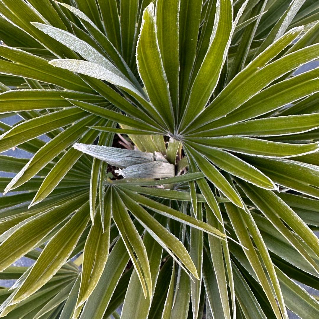 チャメロプス•ボルケーノ 【樹高:約43㎝】Feb05