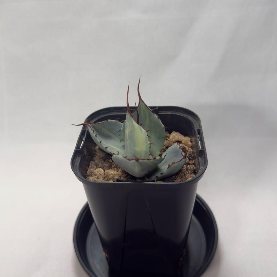 g*n様 激レア　アガベ　パリー　トランカータ　縞斑　バリエガータ　斑入り