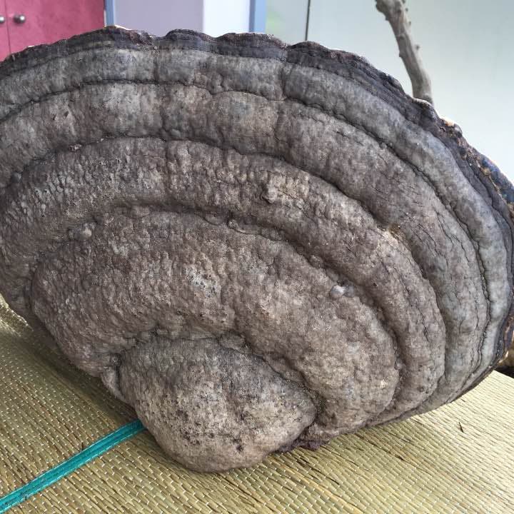 ツガノサルノコシカケ