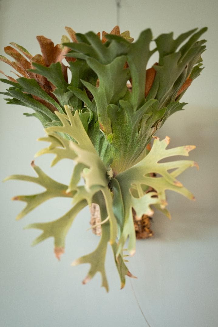 ビカクシダ OMG✖︎Cotton Cloud（親株）