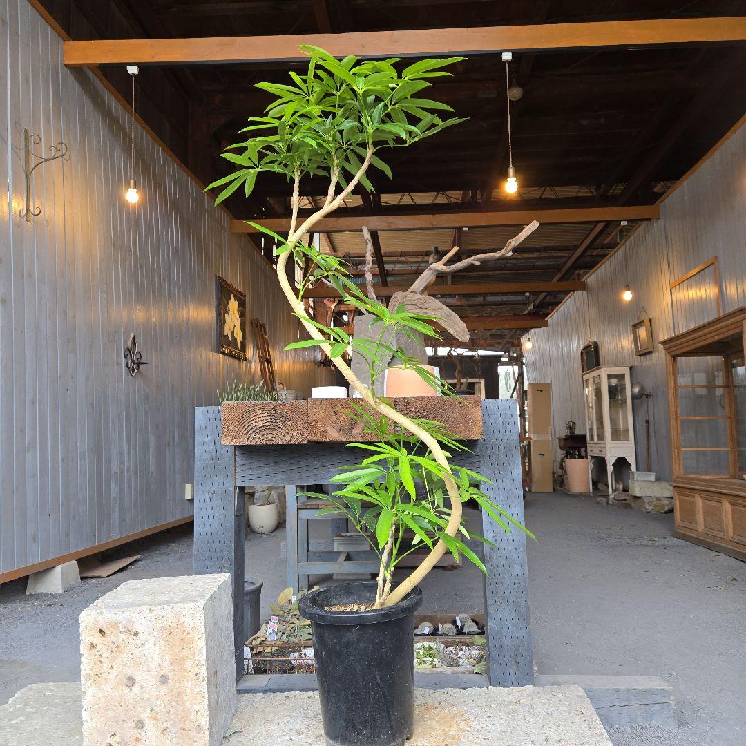 ①　シェフレラ　アンガスフォリア　曲がり仕立て8号特大苗木最高等級極上品‼️