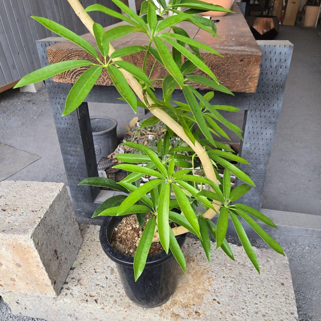 ①　シェフレラ　アンガスフォリア　曲がり仕立て8号特大苗木最高等級極上品‼️