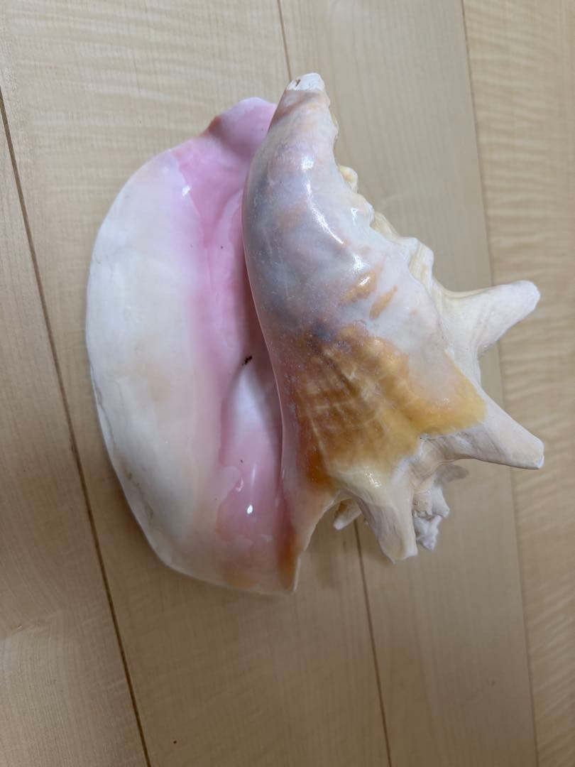 天然貝の装飾品　法螺貝