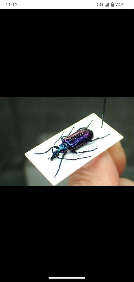 まるで宇宙空間を彷彿とさせられる　豪州の美麗ツチハンミョウ