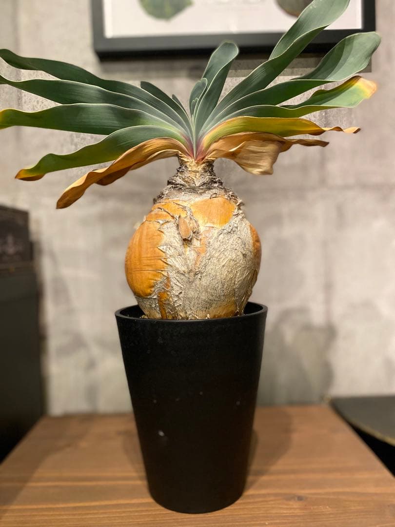 ブーファン ハエマンソイデス 特大美株