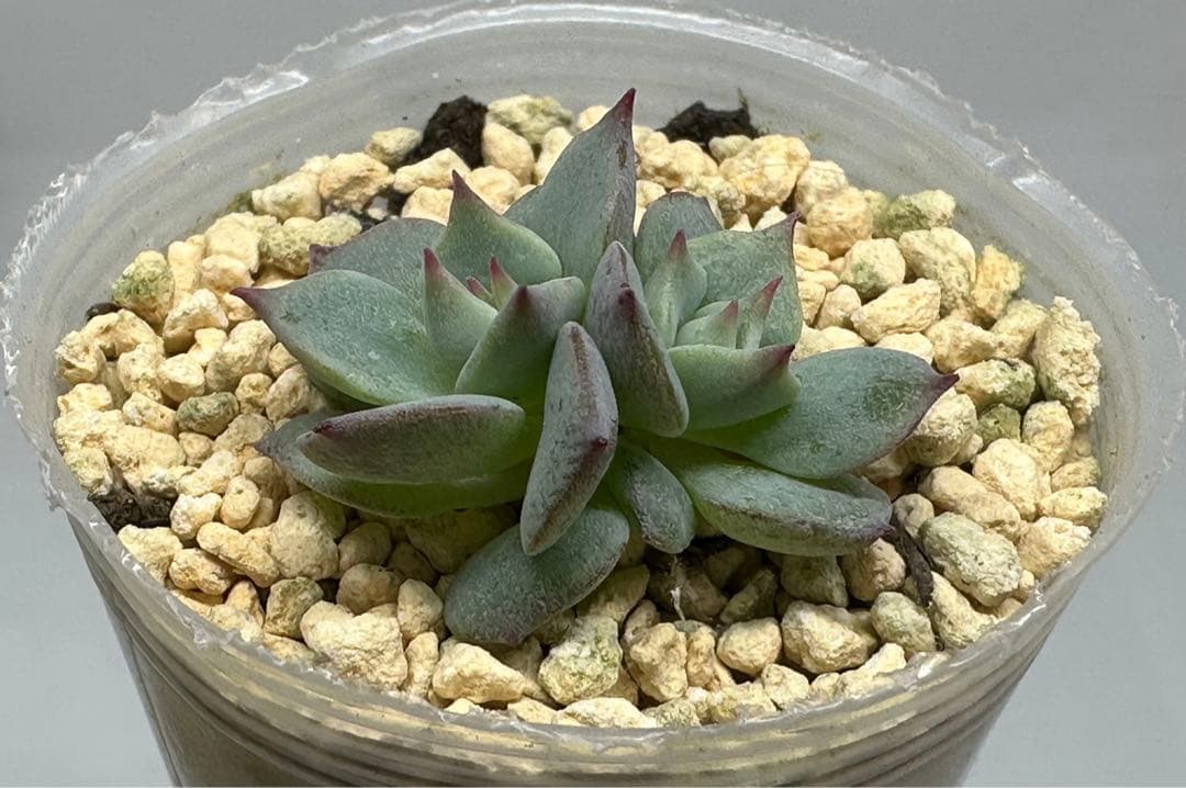 ❤️確認用❤️★D ミックスベリア❤️ストロベリーミルククラウン❤️抜き苗♪札なし