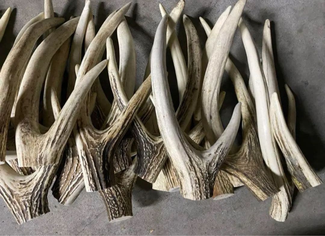 鹿の角　シカツノ　角先　25本