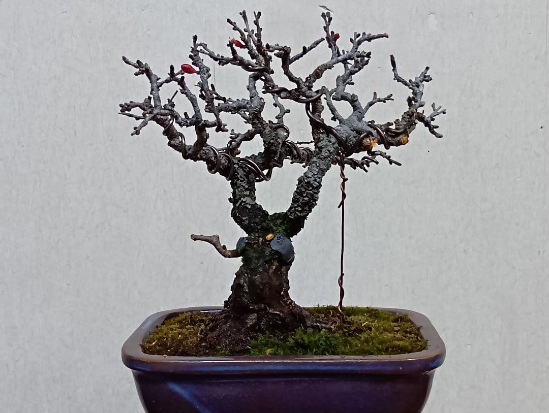 長寿梅赤花