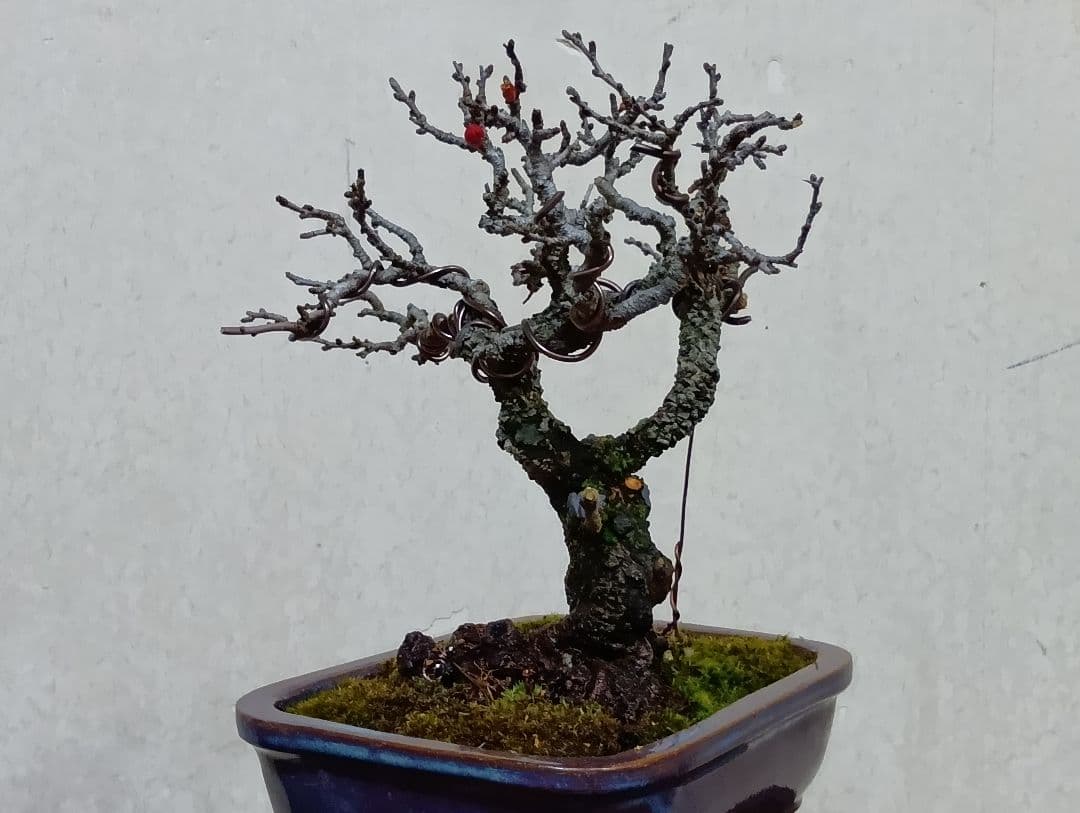 長寿梅赤花