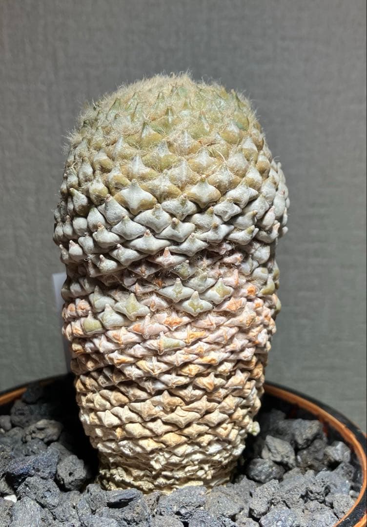 銀牡丹　ペレキフォラ　実生　成田氏　検）グラキリス　黒王丸　パキプス　アガベ