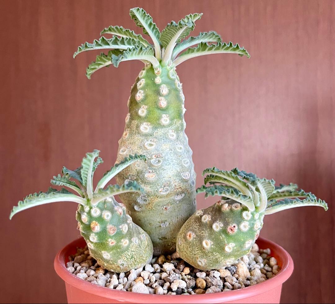 【レア/塊根植物】ドルステニア ラブラニー メス株（大株）鉢植え ①