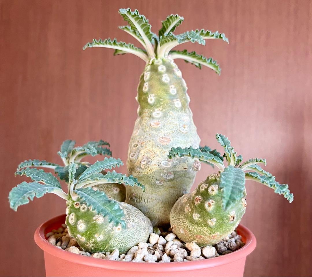 【レア/塊根植物】ドルステニア ラブラニー メス株（大株）鉢植え ①