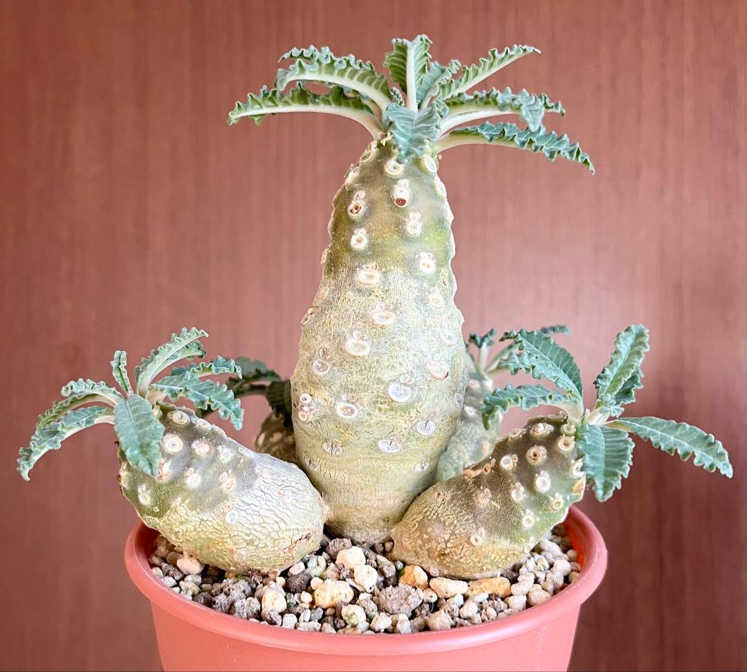 【レア/塊根植物】ドルステニア ラブラニー メス株（大株）鉢植え ①