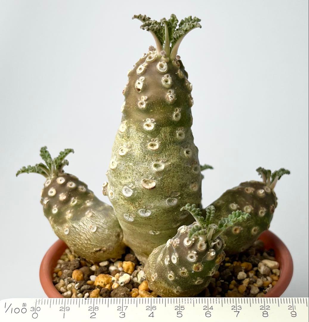 【レア/塊根植物】ドルステニア ラブラニー メス株（大株）鉢植え ①
