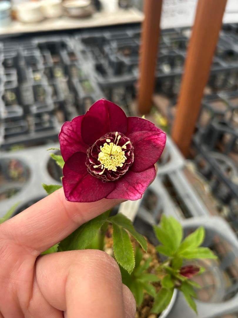 加藤農園 グロッシーカラー グロスレッド交配 クリスマスローズ 同梱可能