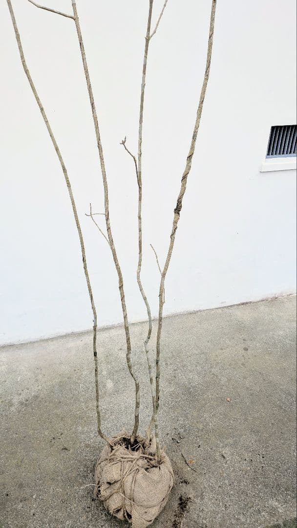 山採りアオダモ。