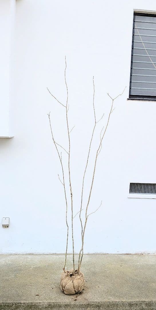 山採りアオダモ。