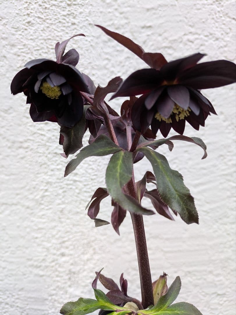 クリスマスローズ　ダブル　ブラック〈広瀬園芸〉