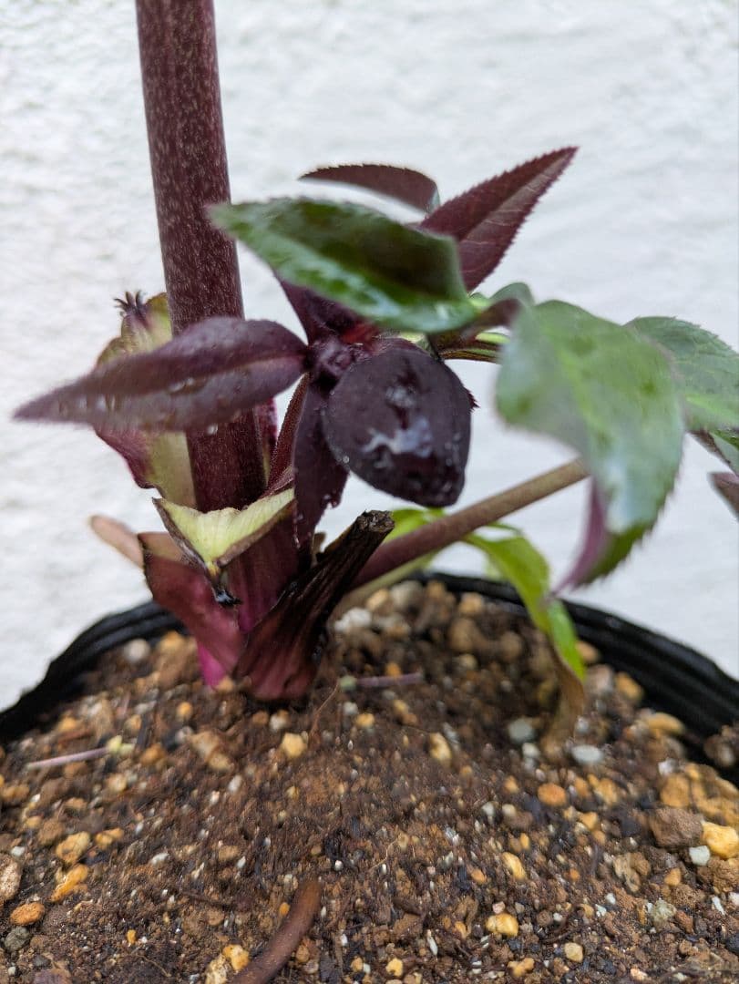 クリスマスローズ　ダブル　ブラック〈広瀬園芸〉