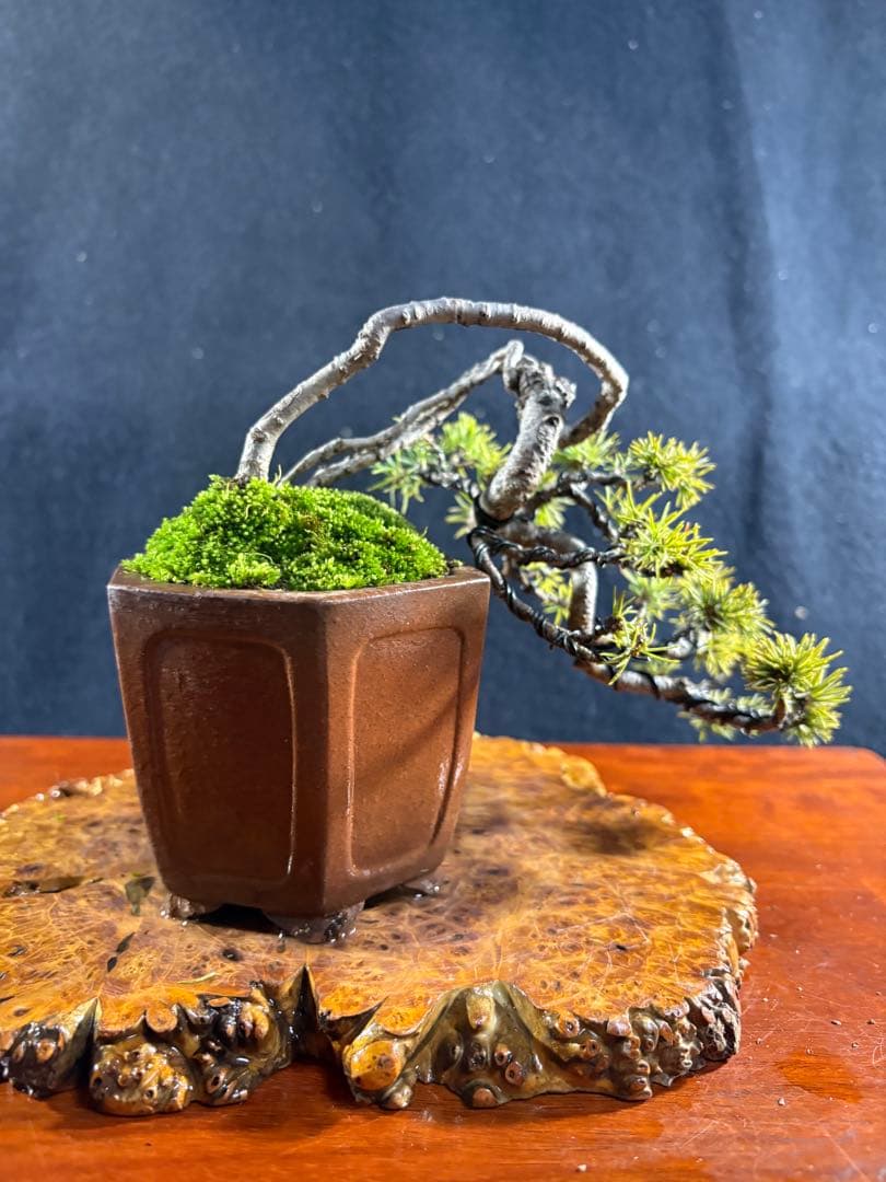 小品盆栽、赤石五葉松、値上り、懸崖作り 変わり木、目立った傷や汚れ無し