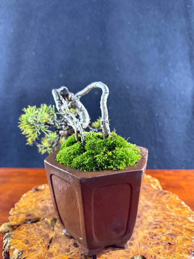 小品盆栽、赤石五葉松、値上り、懸崖作り 変わり木、目立った傷や汚れ無し