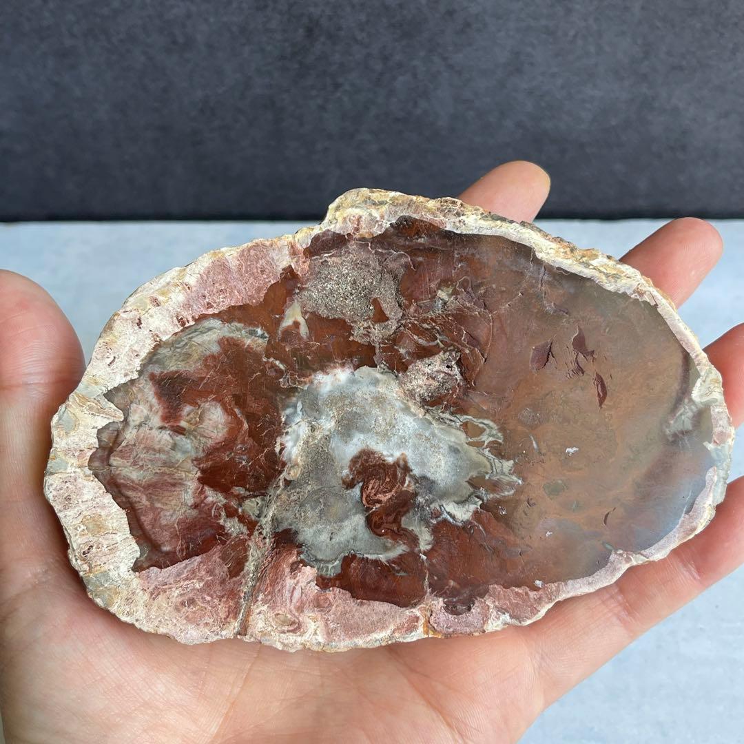 ペトリファイド ウッド スラブ 珪化木 マダガスカル産